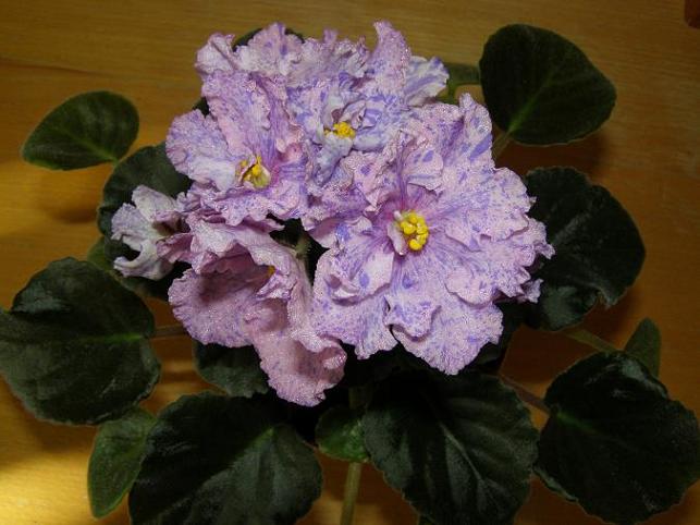 -Мариэтта 1.JPG