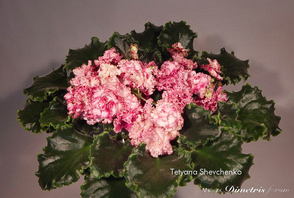 -Роза Ветров1.JPG