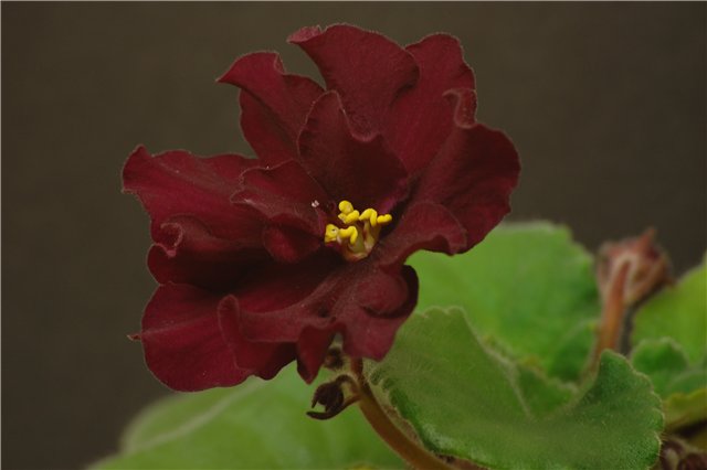 -Бой Быков1.jpg