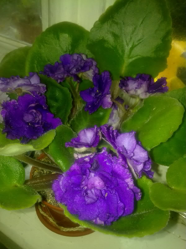 Богиня ночи-1.jpg