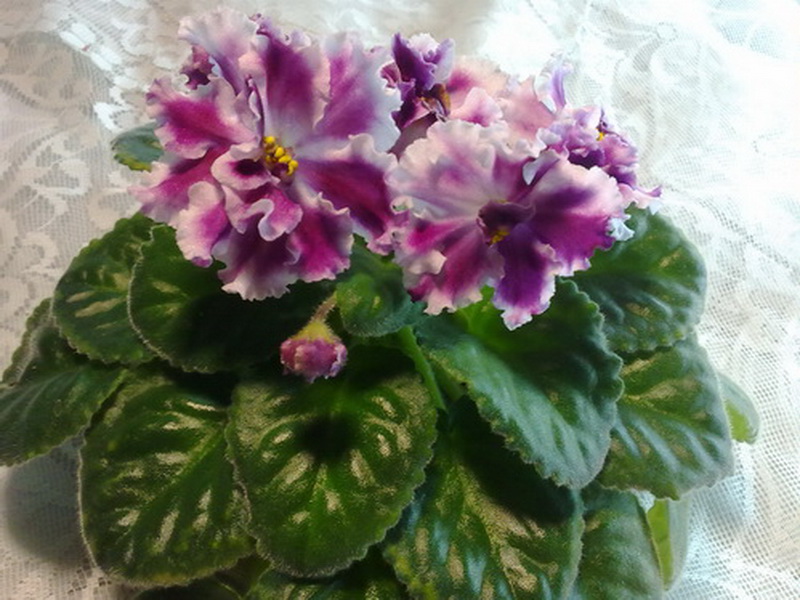 Р.С. -Кабаре 1 уменш..jpg