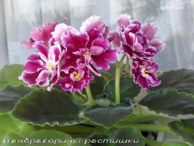 Морозная Вишня 1f.jpg