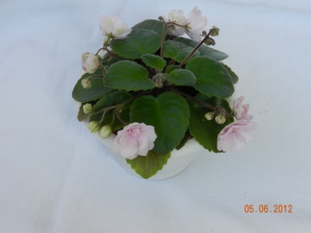 фото май 2012 010.JPG