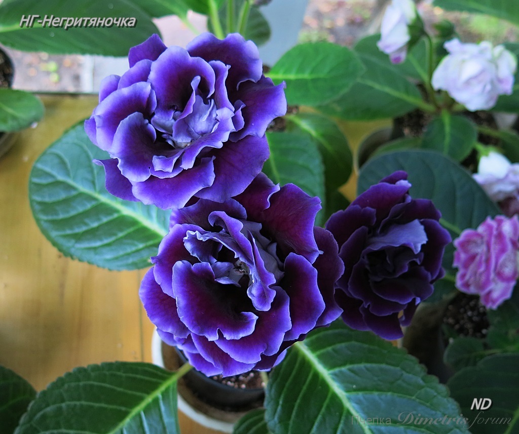 НГ-Негритяночка 2.JPG