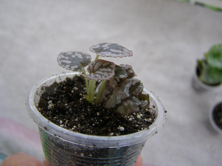 . бегонии 2.JPG