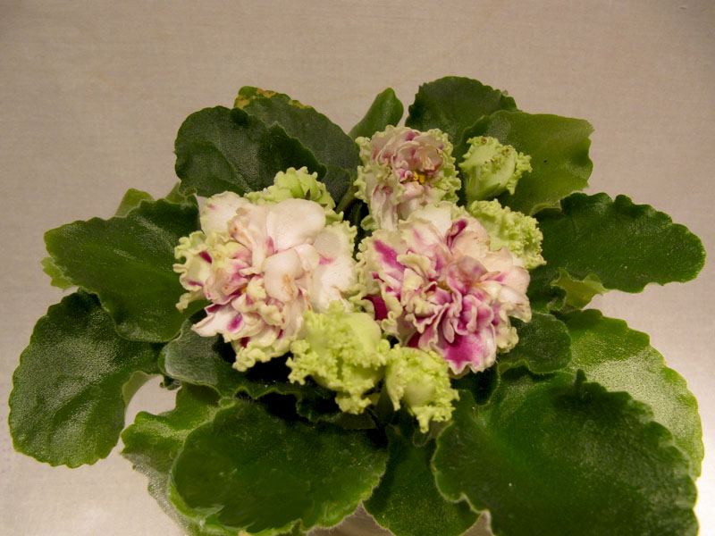 ЛЕ-Шато Марго2.jpg