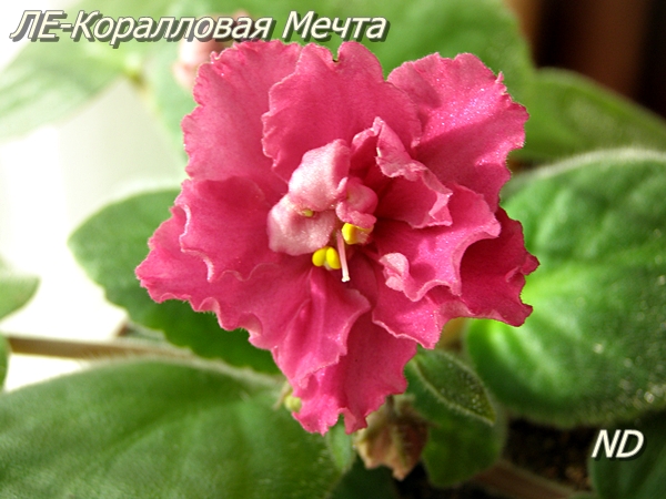ЛЕ-Коралловая Мечта3.JPG