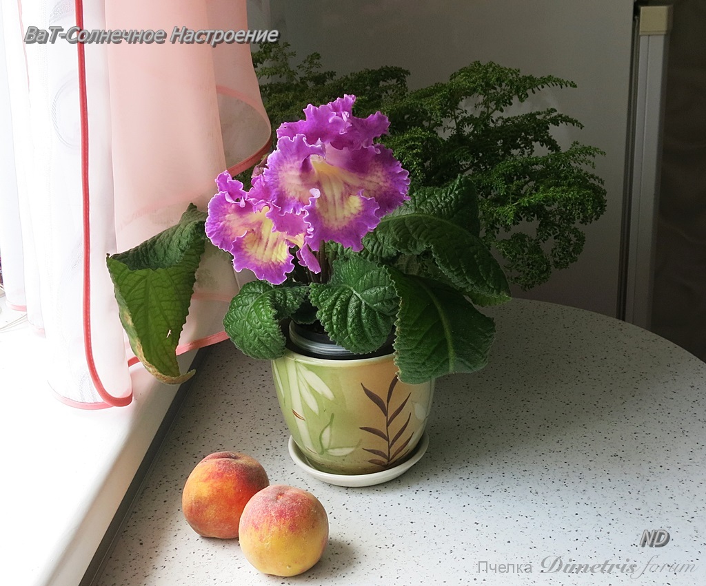 ВаТ-Солнечное Настроение3.JPG
