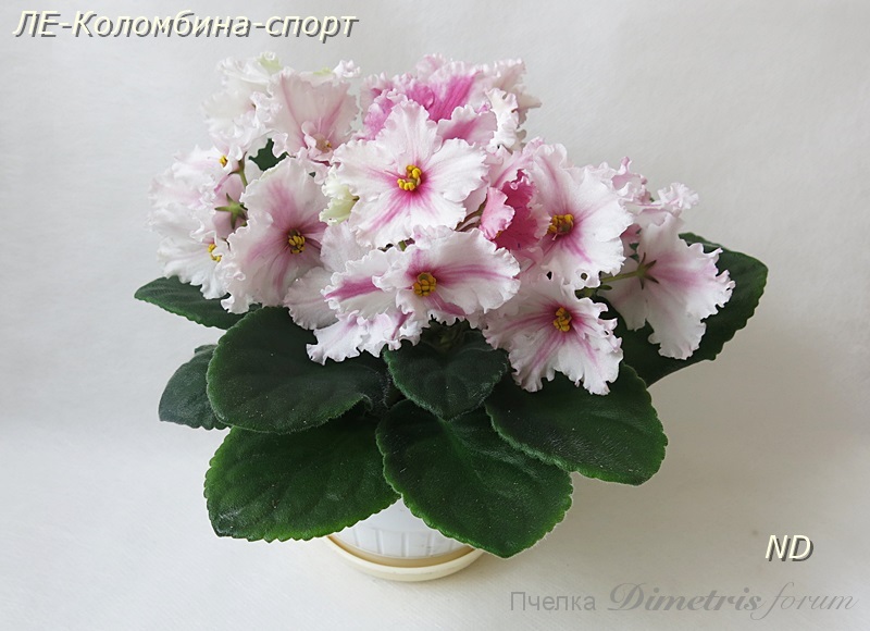 ЛЕ-Коломбина-спорт3.JPG