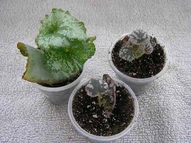 . бегонии 3.JPG