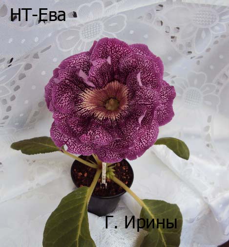 НТ-Ева, 4.06.14г фото3.JPG