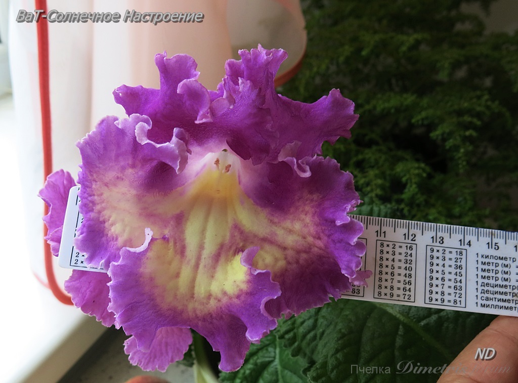 ВаТ-Солнечное Настроение6.JPG