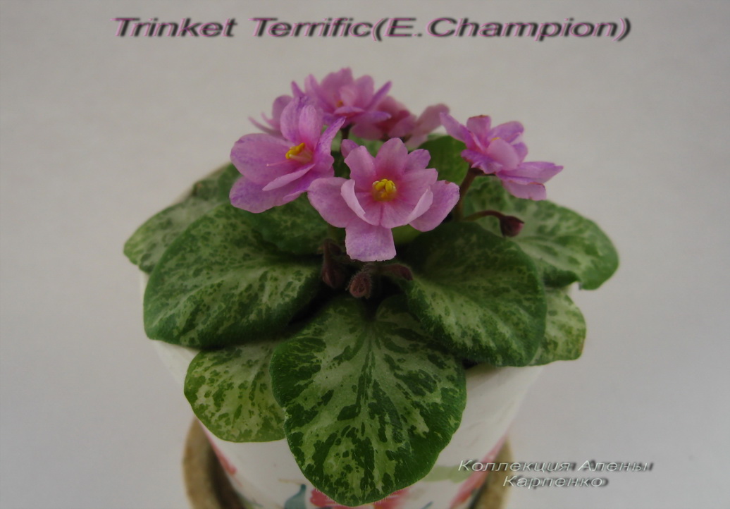 тринк мал.jpg