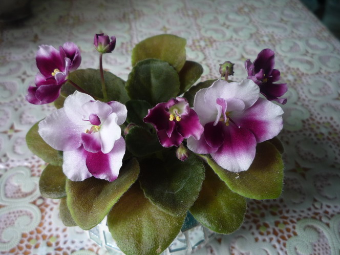  Спрингтайм лето 09 (1).jpg