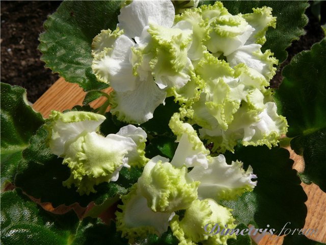 -Весенние Трели.jpg