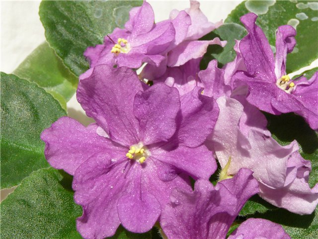 -Лиловые Зори.jpg