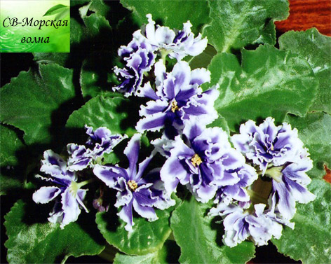 -Морская волна-1.jpg