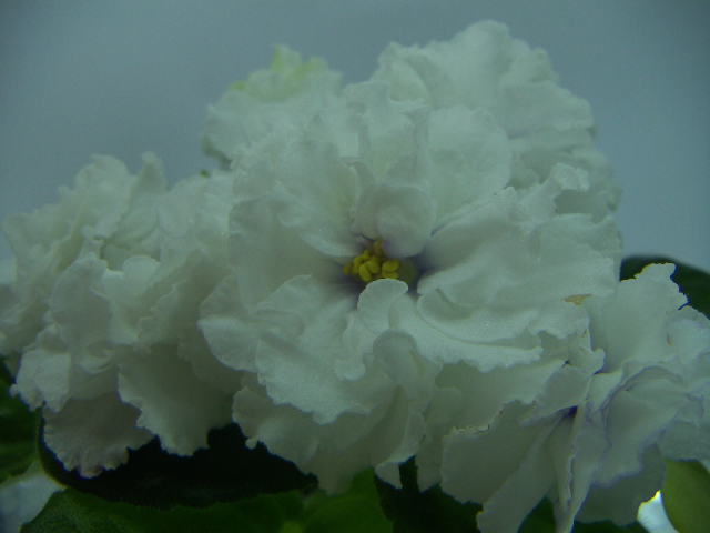 -Белый Мустанг 21324у21.JPG