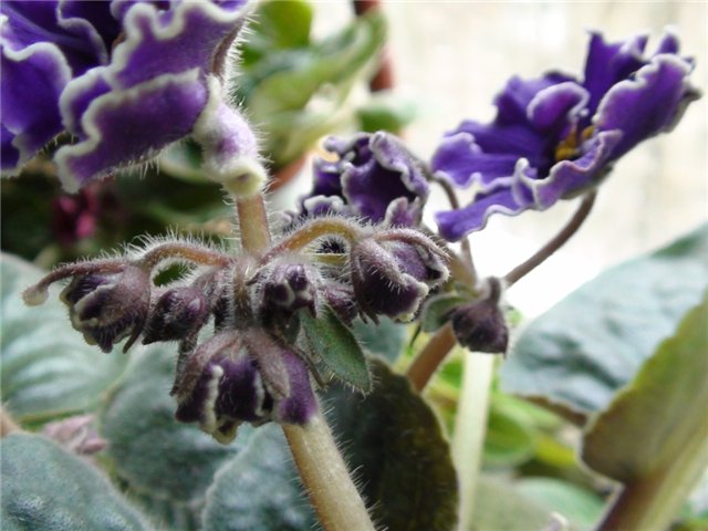 -Роза Арктики. 2.JPG