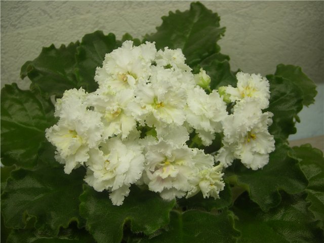 -Золотая Пена 2.jpg