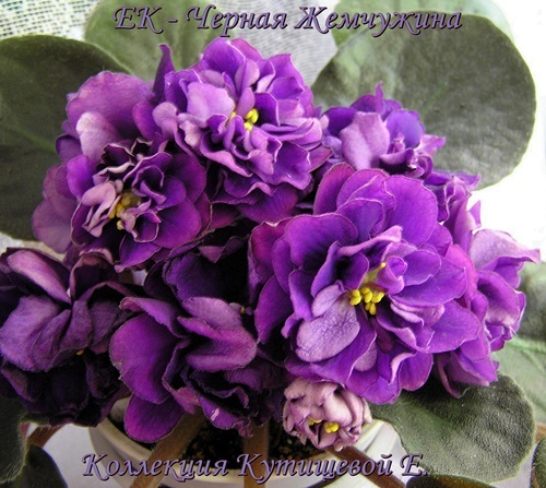 - Черная Жемчужина 3.JPG
