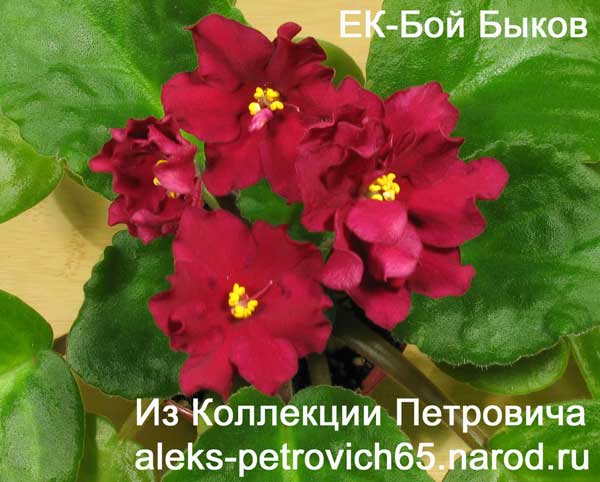 -Бой-Быков.jpg
