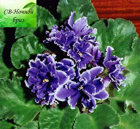 -Ночной бриз.jpg