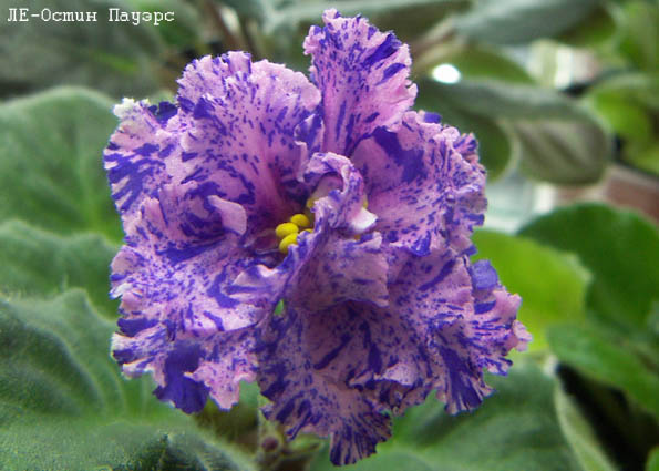 -Остин Пауэрс.jpg