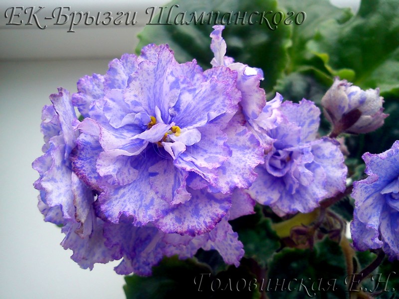 ЕК-Брызги Шампанского.jpg