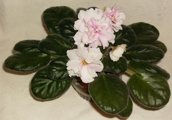 форум Шахиня-спорт ,,.jpg