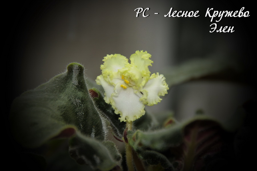 РС - Лесное Кружево.JPG