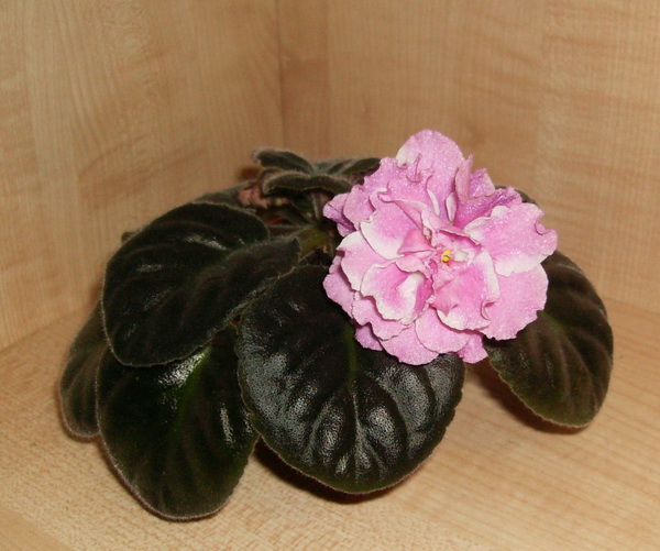 форум РС-Гармония ,.jpg