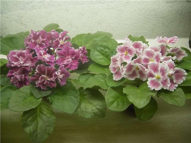 морозная вишня и петербург.jpg