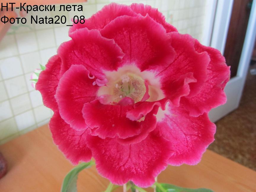  - второй цветок+.JPG