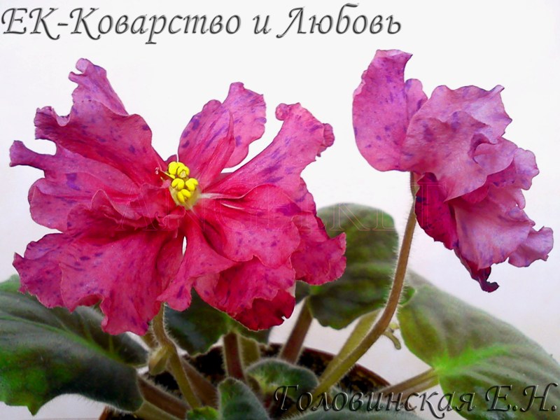 ЕК-Коварство и Любовь.jpg