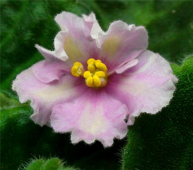 ЛиК-Миф и Реальность бол.jpg