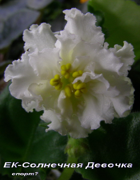 -Солнечная Девочка1.jpg