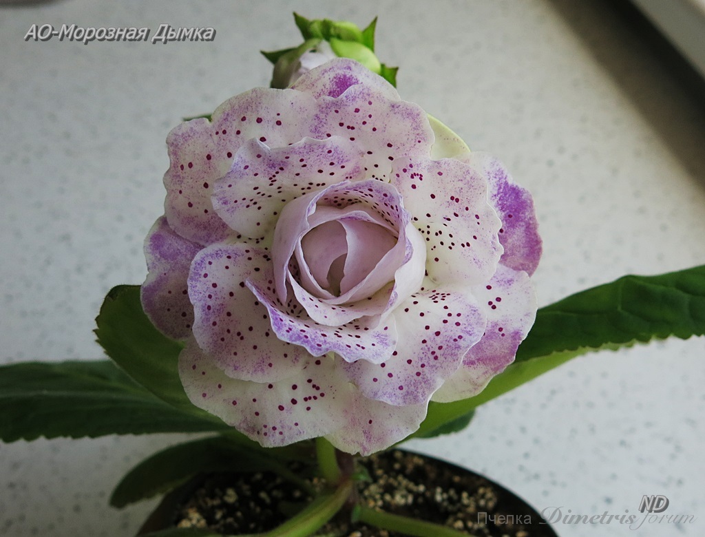 АО-Морозная Дымка6.JPG