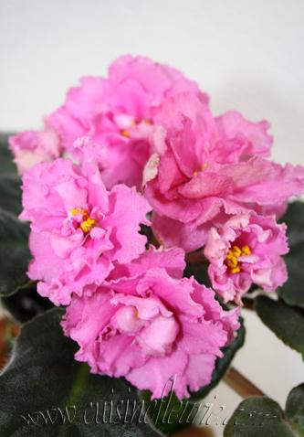 -Розовая Гвоздика.jpg