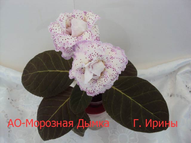 АО-Морозная Дымка, февраль 2014, фото класс.JPG