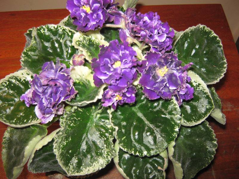 Летние Сумерки IMG_2346.jpg