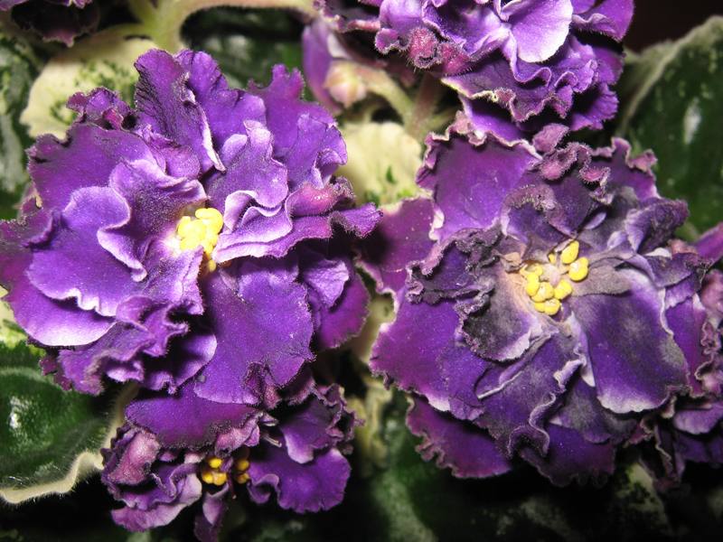Летние Сумерки IMG_2347.jpg