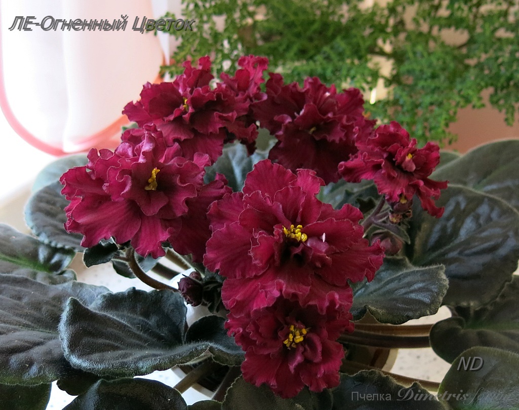 -Огненный Цветок.JPG