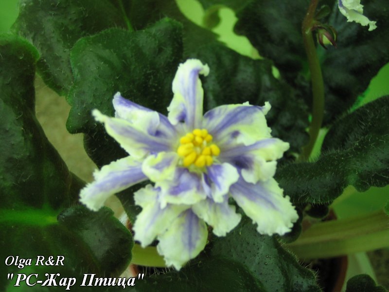 -Жар Птица.jpg