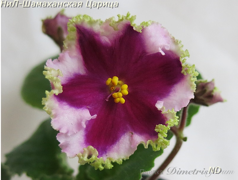 НиЛ-Шамаханская Царица5.JPG