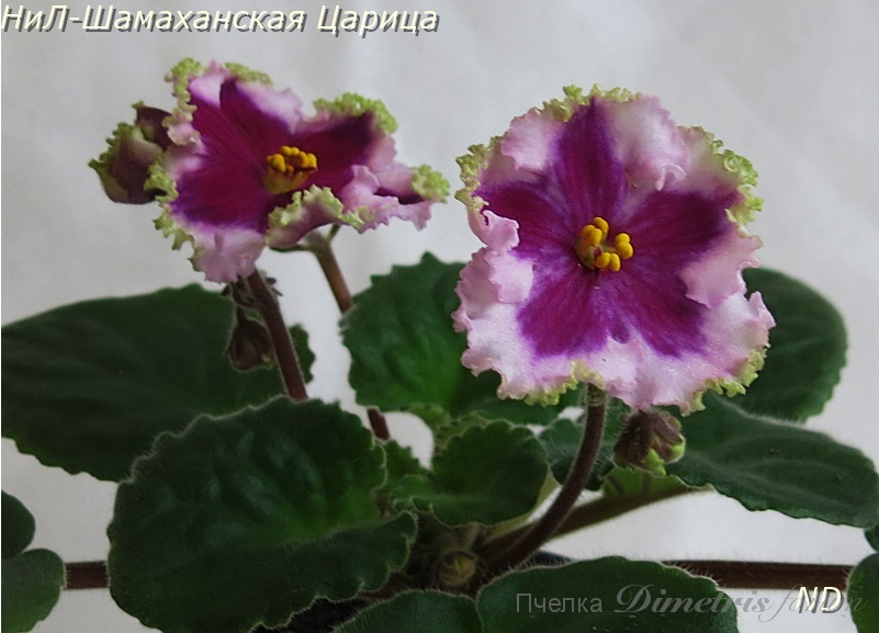 НиЛ-Шамаханская Царица6.JPG