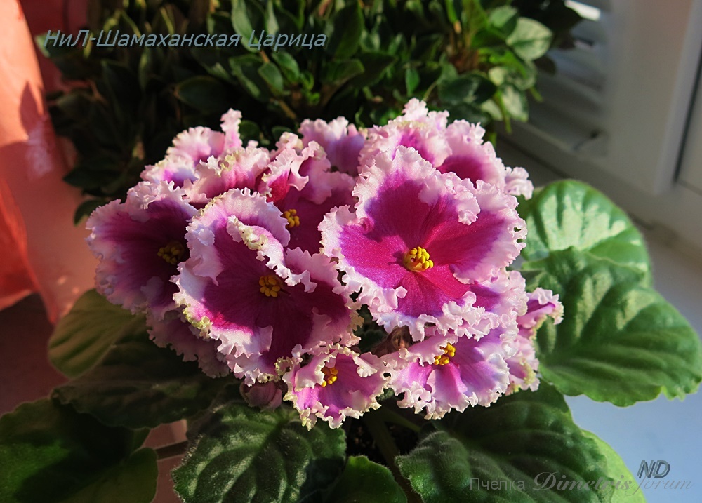 -Шамаханская Царица.JPG