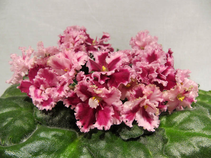 Морев-Огненные Мотыльки1.jpg