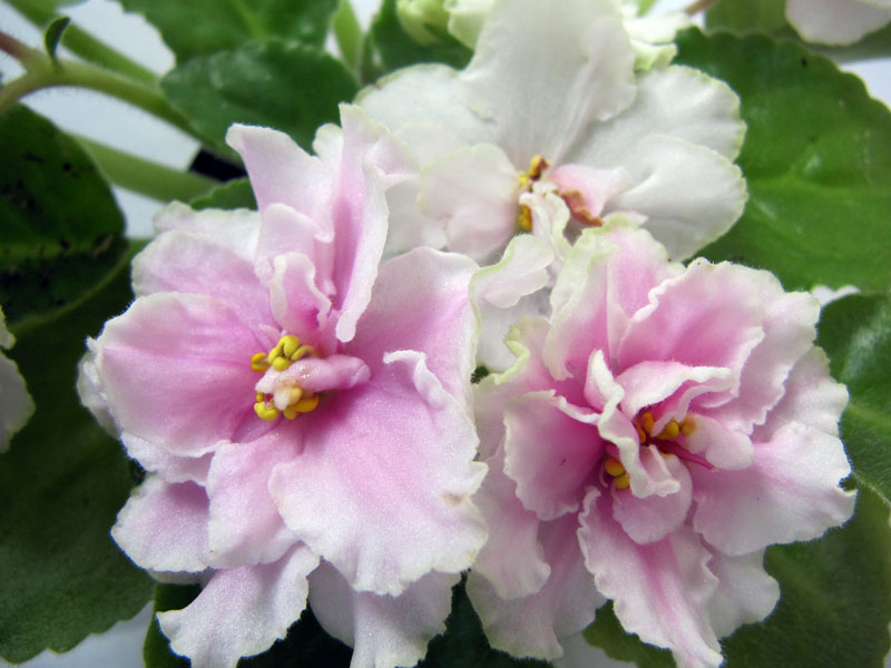 -Приворотное зелье2.jpg