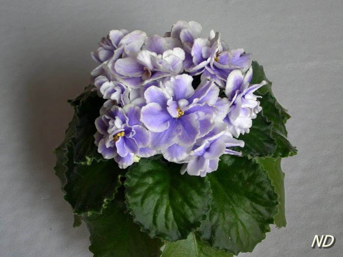 ЛЕ-Лунный Камень.JPG